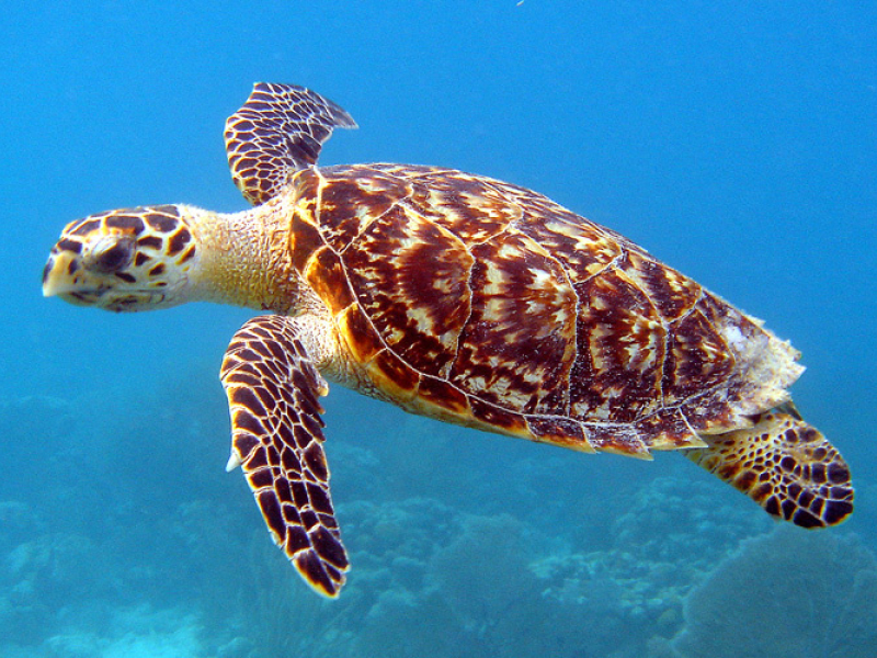 Image of a turtle