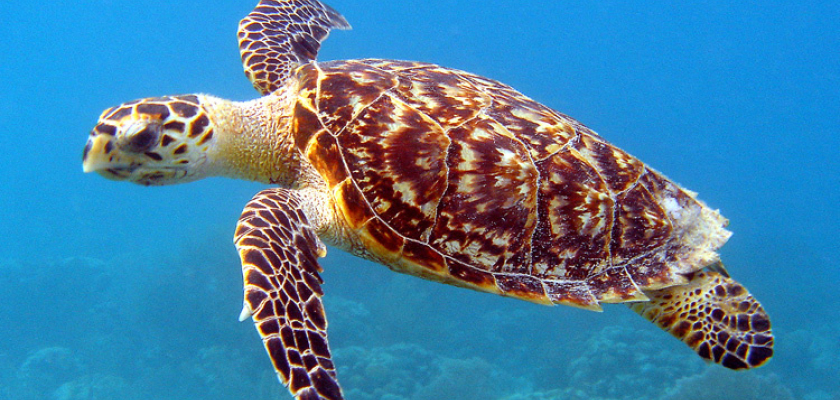 Image of a turtle